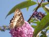 Brintesia circe